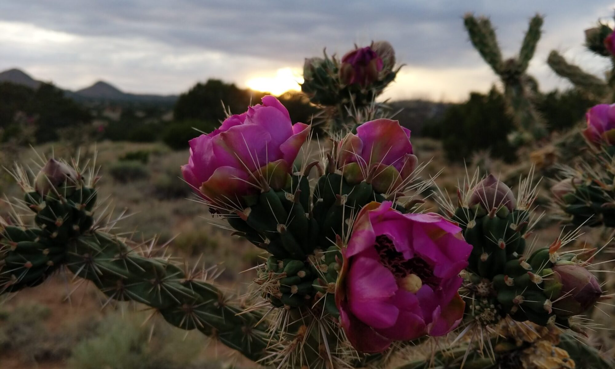 Turquoise Trail Honey Company